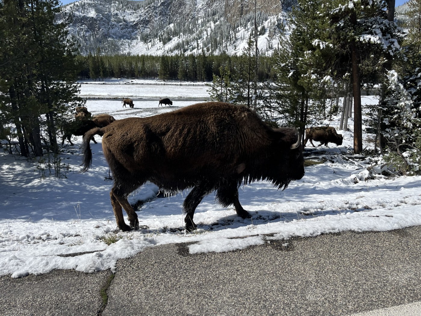 Bison in Yellowstone during the April field deployment